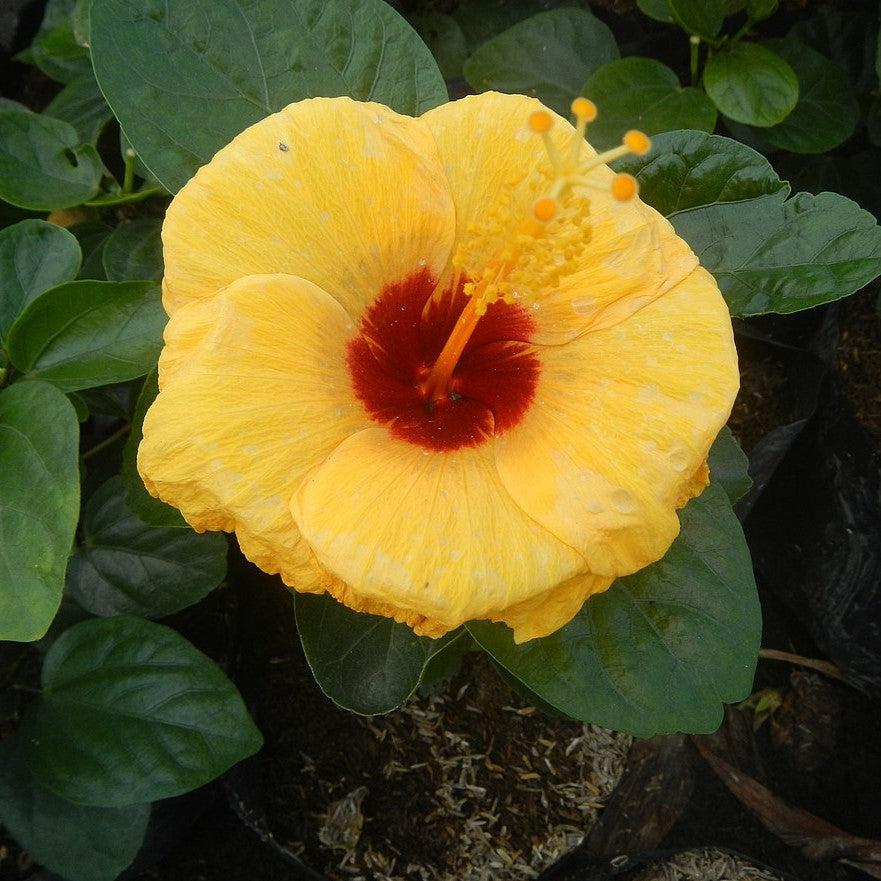 Hibiscus rosa-sinensis 'JBG BH-03' PP34,663 ~ Monrovia® Jazzy Jewel® Gold Hibiscus-ServeScape