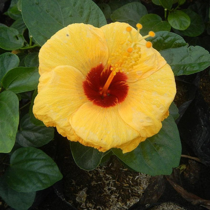 Hibiscus rosa-sinensis 'JBG BH-03' PP34,663 ~ Monrovia® Jazzy Jewel® Gold Hibiscus-ServeScape