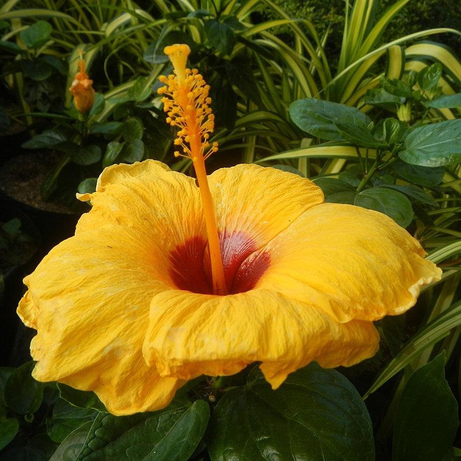 Hibiscus rosa-sinensis 'JBG BH-03' PP34,663 ~ Monrovia® Jazzy Jewel® Gold Hibiscus-ServeScape