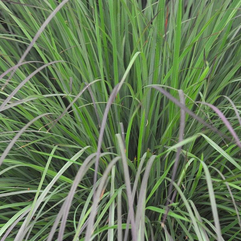 Schizachyrium scoparium 'MinnblueA' PP #17,310 ~ Monrovia® Blue Heaven Little Bluestem-ServeScape