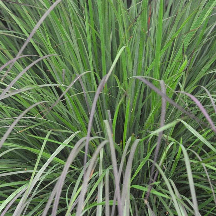 Schizachyrium scoparium 'MinnblueA' PP #17,310 ~ Monrovia® Blue Heaven Little Bluestem-ServeScape
