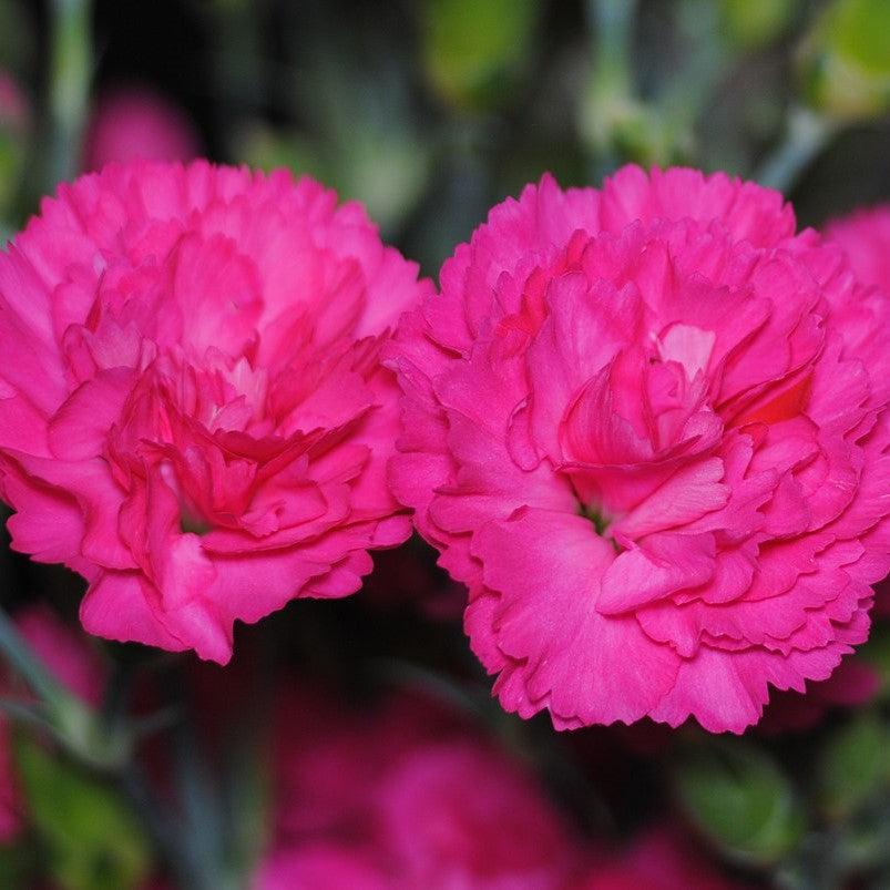 Dianthus "Double Bubble' ~ Pretty Poppers™ Double Bubble Dianthus-ServeScape