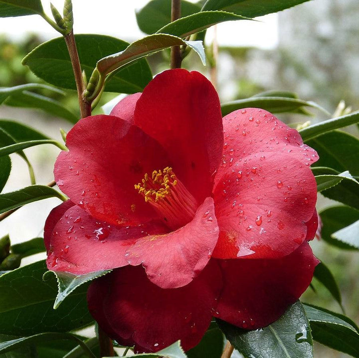 Camellia japonica 'Royal Velvet' ~ Royal Velvet Camellia-ServeScape