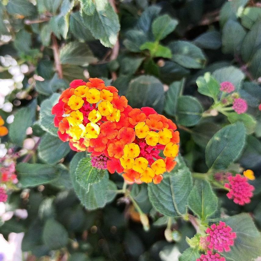 Lantana camara 'Manuel Red' PP25955' ~ Cosmic Firestorm™ Lantana-ServeScape