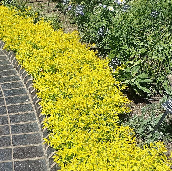 Duranta repens 'Gold Mound' ~ Gold Mound Duranta-ServeScape