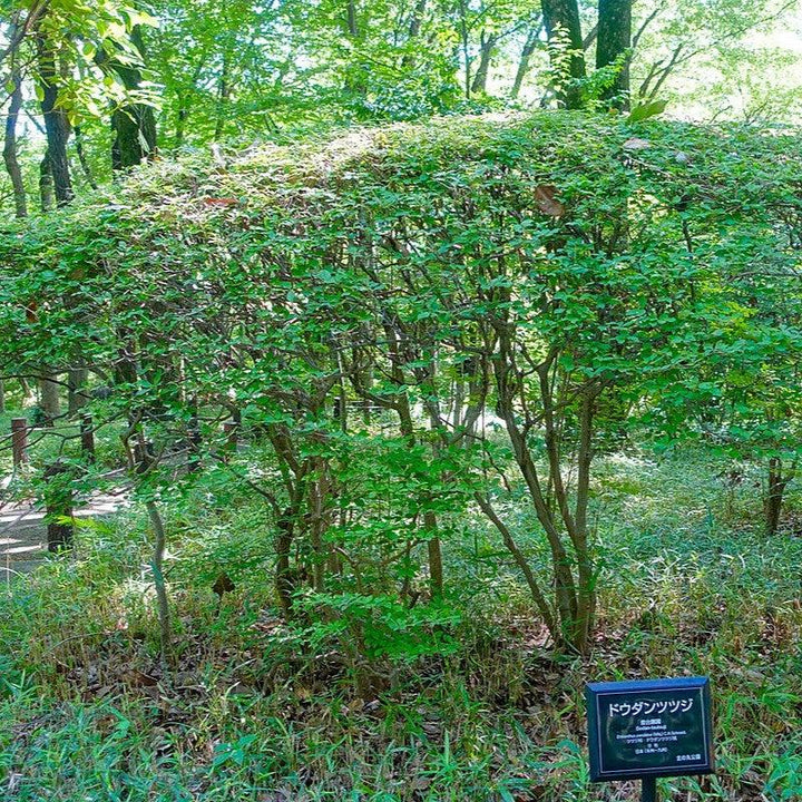 Enkianthus perulatus ~ Enkianthus-ServeScape