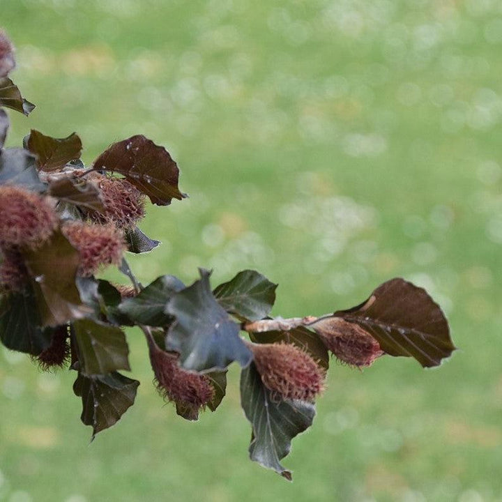 Fagus sylvatica 'Purpurea' ~ Purpleleaf Beech-ServeScape