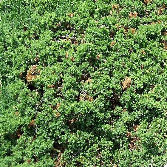 Juniperus procumbens 'Nana' ~ Japanese Garden Juniper-ServeScape