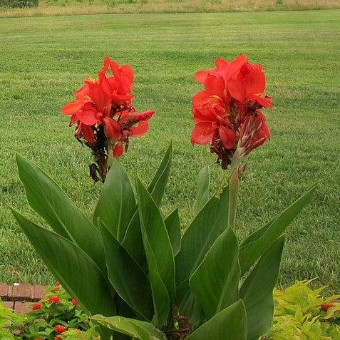 Canna indica 'Happy Carmen' ~ CannaSol™ Happy Carmen® Canna Lily-ServeScape