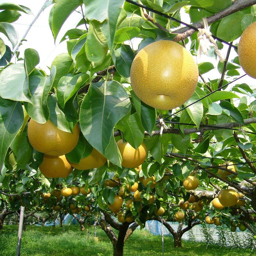 Pyrus pyrifolia 'Nijisseiki' ~ 20th Century Asian Pear-ServeScape