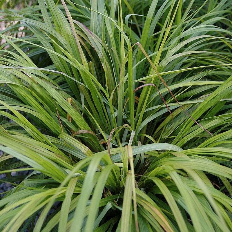 Pennisetum alopecuroides 'Moudry' ~ Moudry Fountain Grass-ServeScape