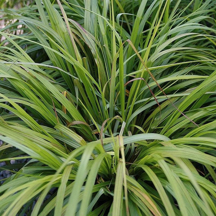 Pennisetum alopecuroides 'Moudry' ~ Moudry Fountain Grass-ServeScape