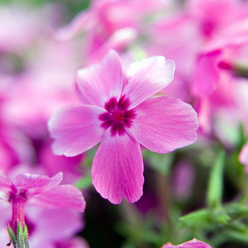 Phlox subulata 'Red Wings' ~ Red Wings Creeping Phlox-ServeScape
