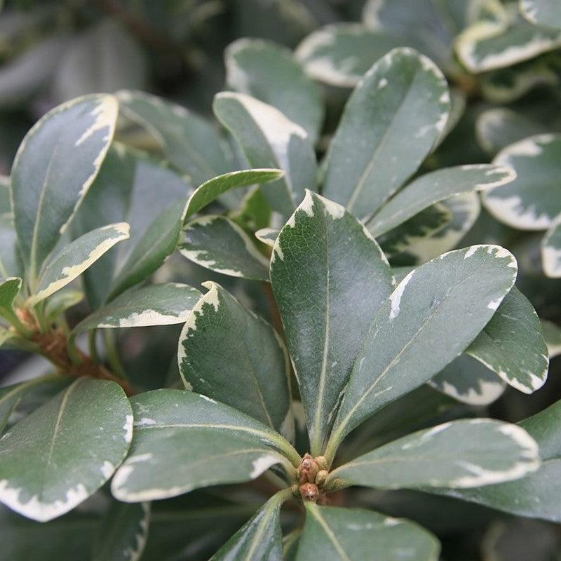 Pittosporum tobira 'Variegatum' ~ Monrovia® Variegated Pittosporum, Japanese Mock Orange-ServeScape