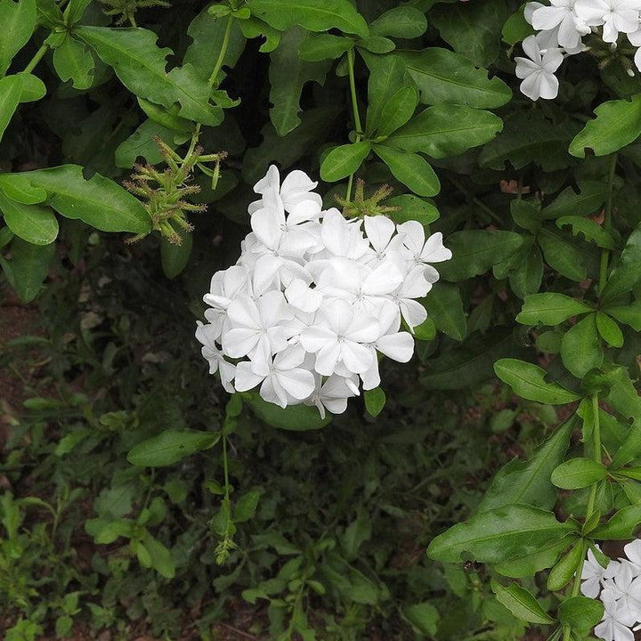 Plumbago auriculata 'alba' ~ White Plumbago-ServeScape