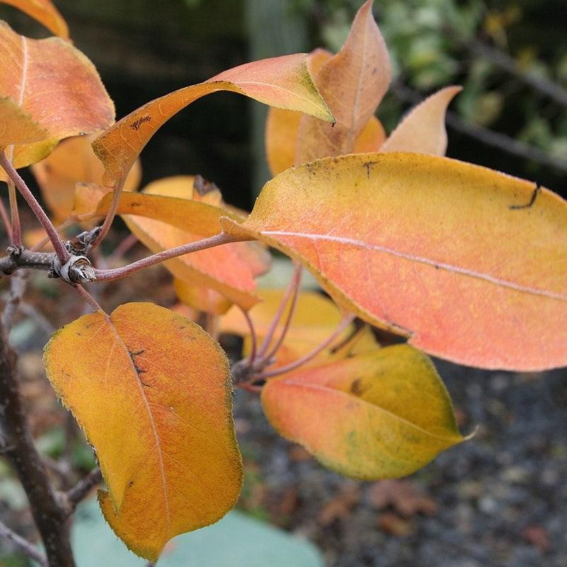 Pyrus pyrifolia 'Nijisseiki' ~ 20th Century Asian Pear-ServeScape