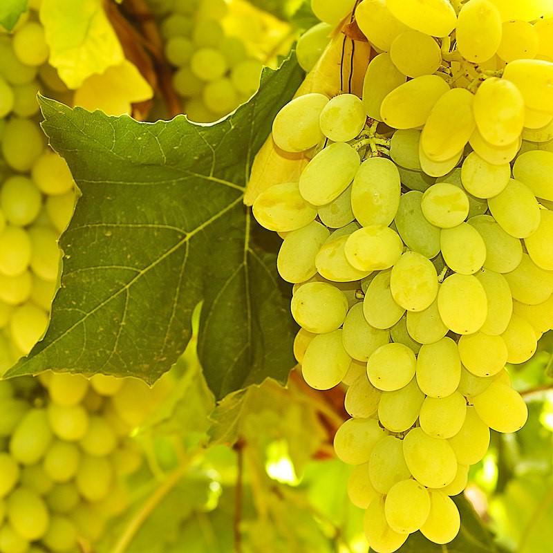 Vitis vinifera 'Thompson' ~ Thompson Seedless Grapes-ServeScape