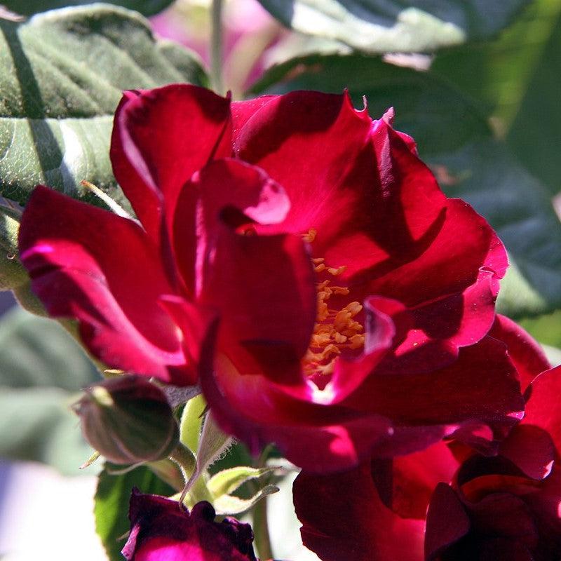 Rosa 'Don Juan' ~ Don Juan Rose-ServeScape