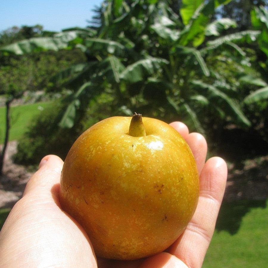 Pyrus pyrifolia 'Shinseiki' ~ Shinseiki Asian Pear-ServeScape