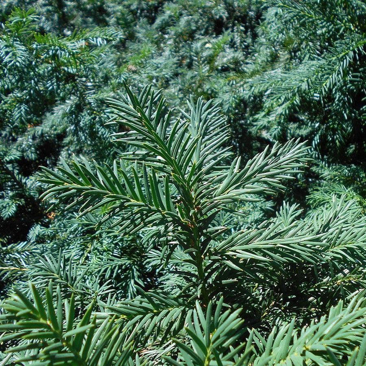 Taxus baccata 'Repandens' ~ Spreading Yew-ServeScape
