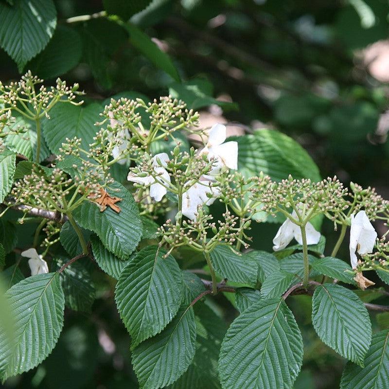 Viburnum plicatum tomentosum 'Shoshoni' ~ Shoshoni Viburnum-ServeScape