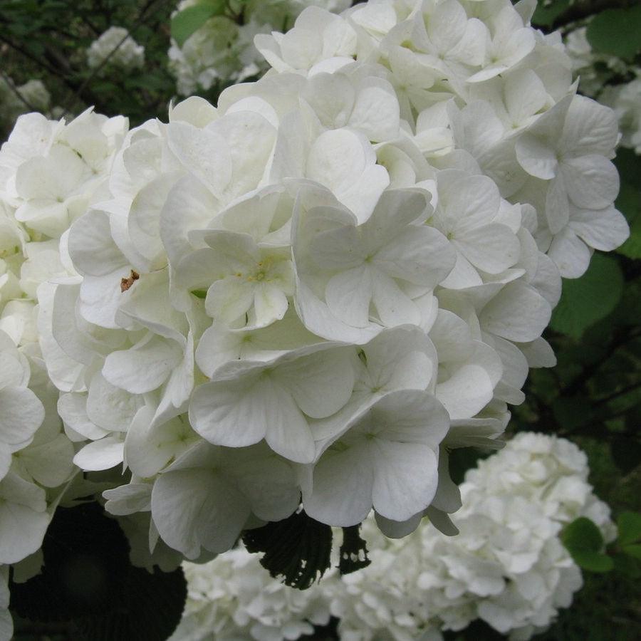 Viburnum plicatum var. tomentosum 'Limartz' ~ Lime Martini™ Viburnum-ServeScape
