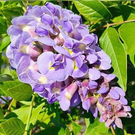 Wisteria frutescens 'Amethyst Falls' ~ Amethyst Falls Wisteria-ServeScape