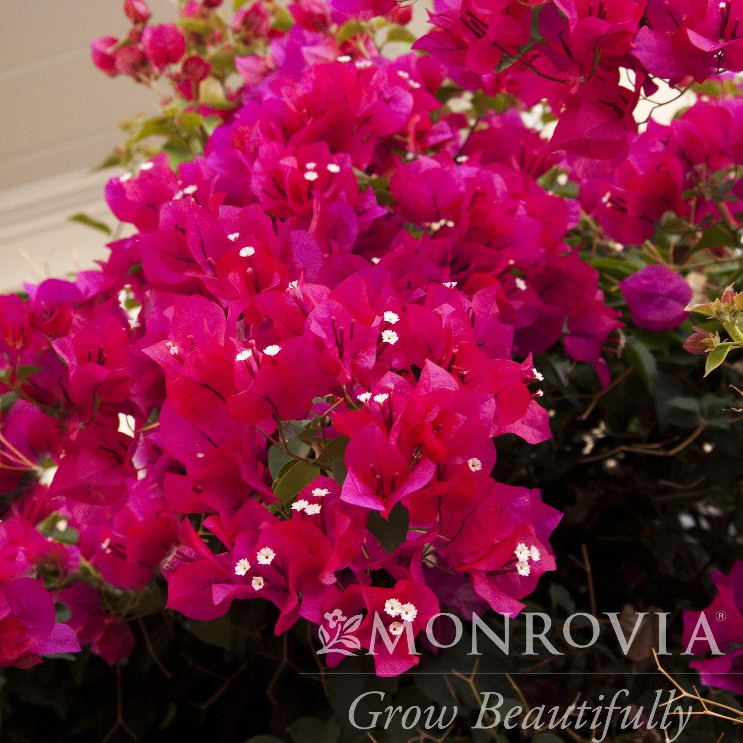 Bougainvillea 'Barbara Karst' ~ Monrovia® Barbara Karst Bougainvillea ...