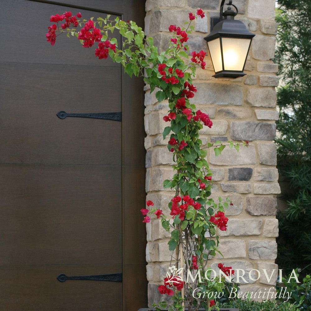 Bougainvillea 'Barbara Karst' ~ Monrovia® Barbara Karst Bougainvillea-ServeScape