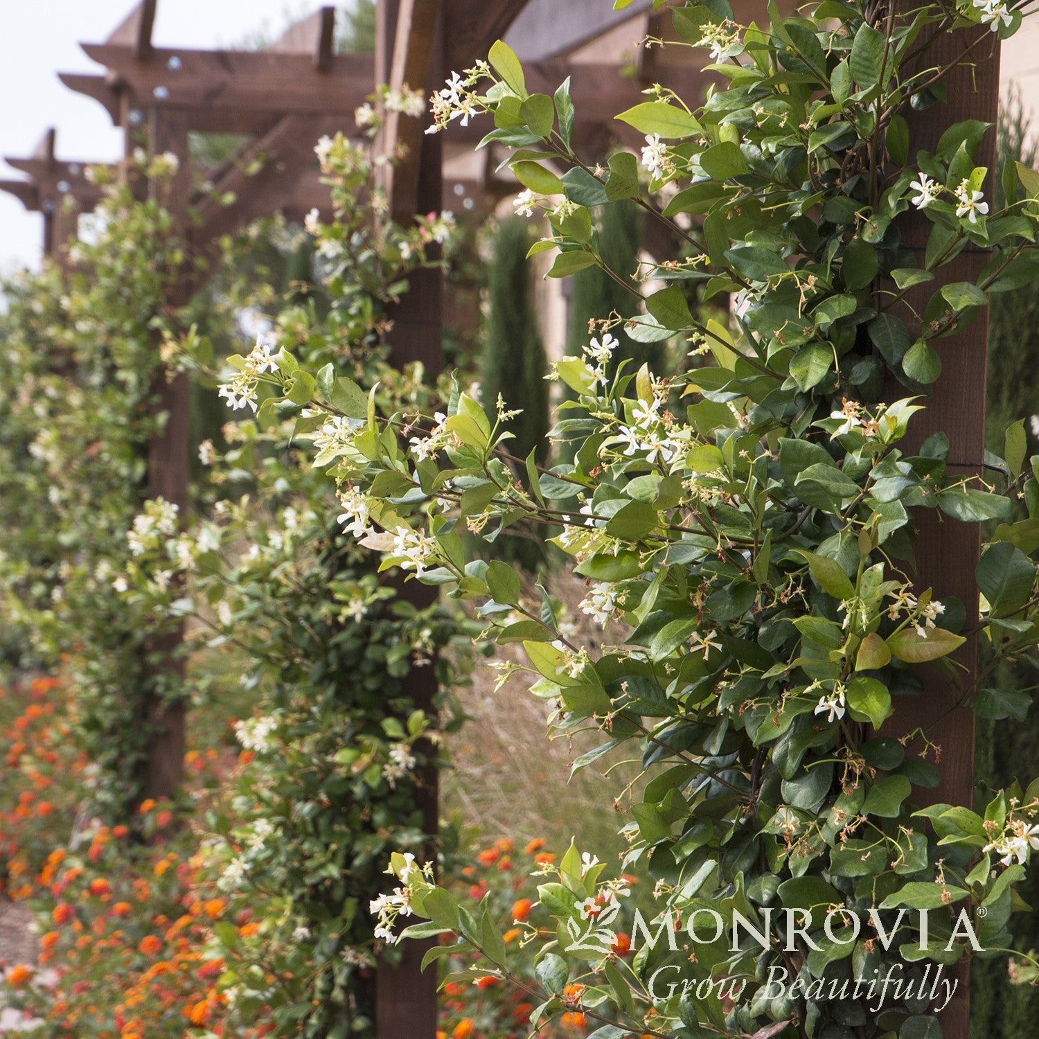 Trachelospermum jasminoides 'Madison' ~ Monrovia® Madison Star Jasmine-ServeScape