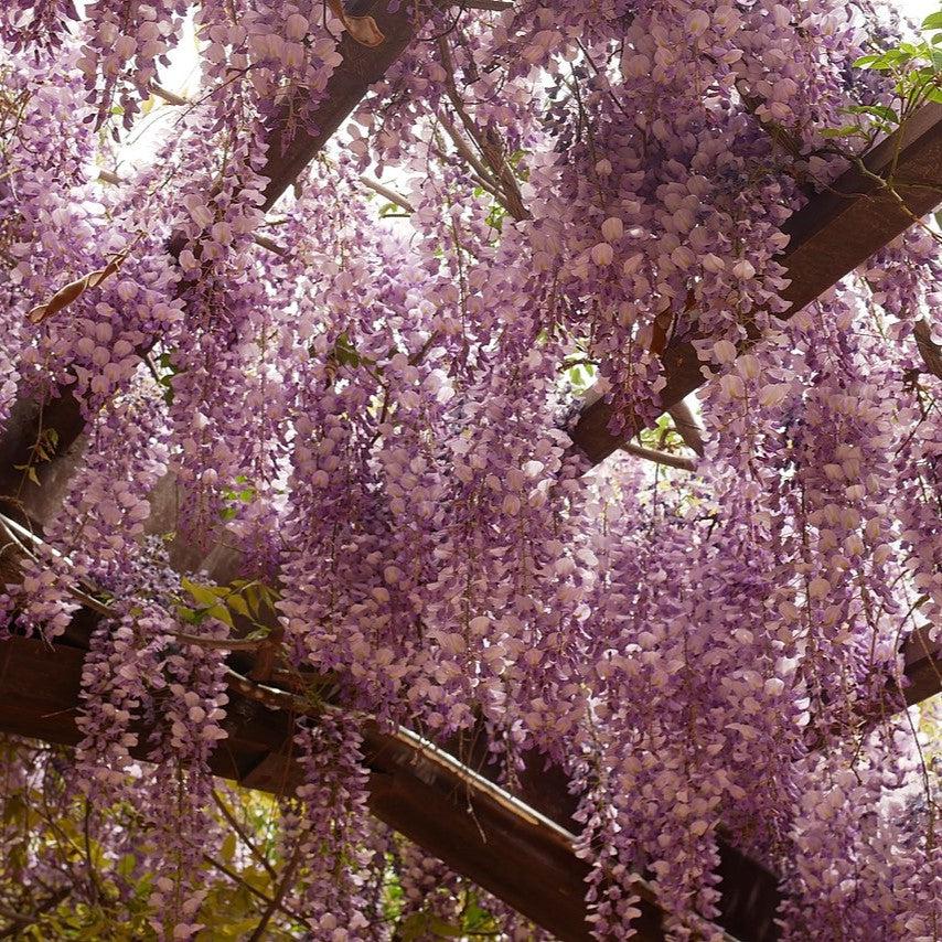 Wisteria sp. ~ Wisteria-ServeScape