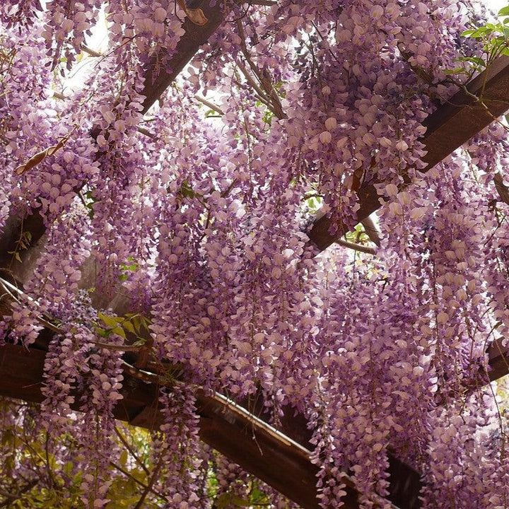 Wisteria sp. ~ Wisteria-ServeScape