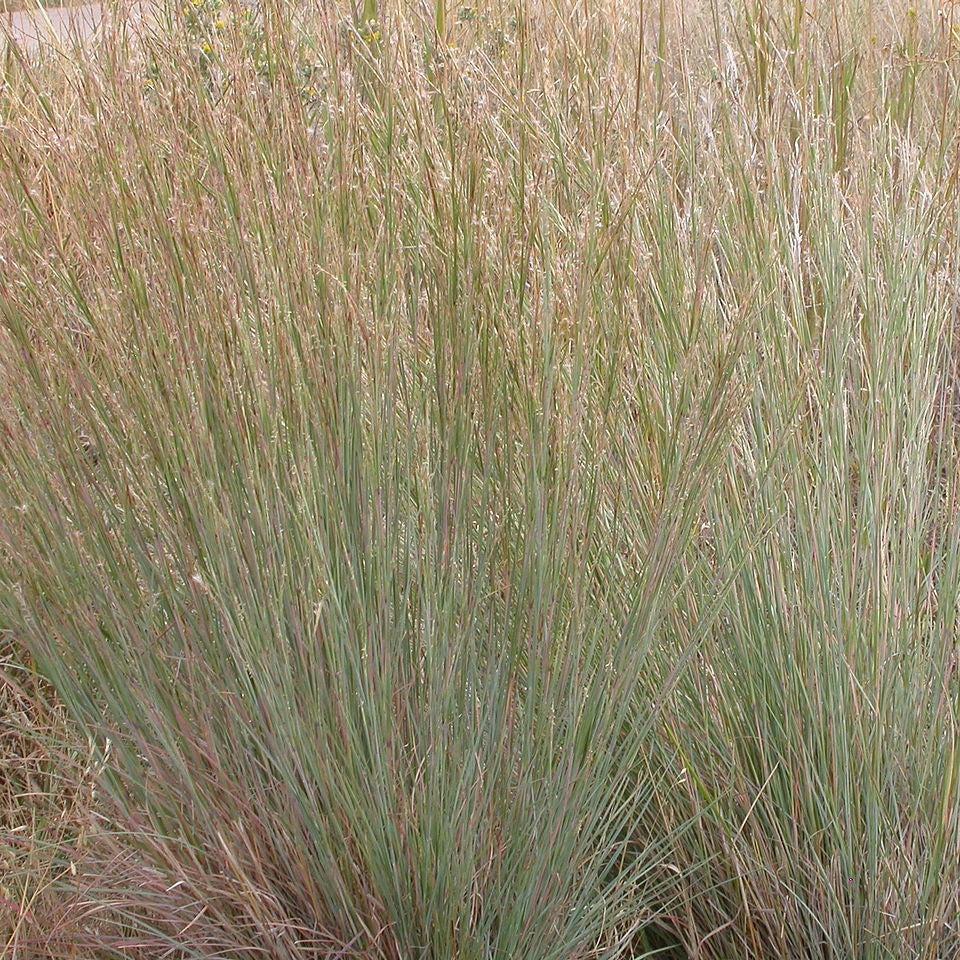 Schizachyrium scoparium 'Ha Ha Tonka' ~ Ha Ha Tonka Little Bluestem-ServeScape