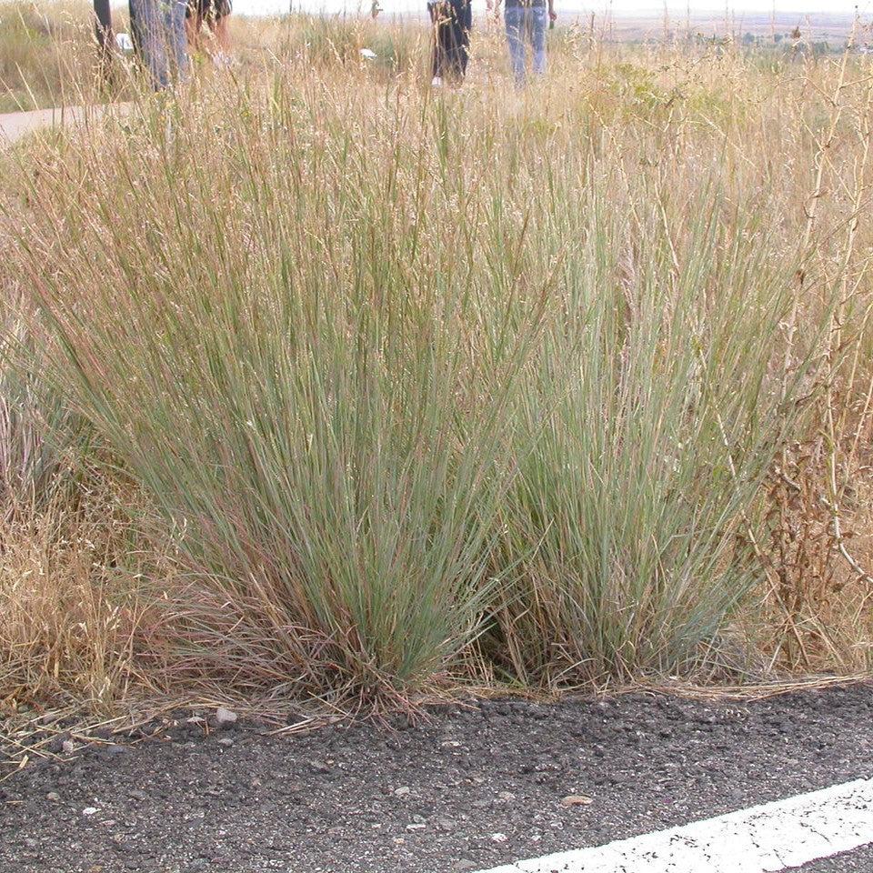 Schizachyrium scoparium 'Ha Ha Tonka' ~ Ha Ha Tonka Little Bluestem-ServeScape