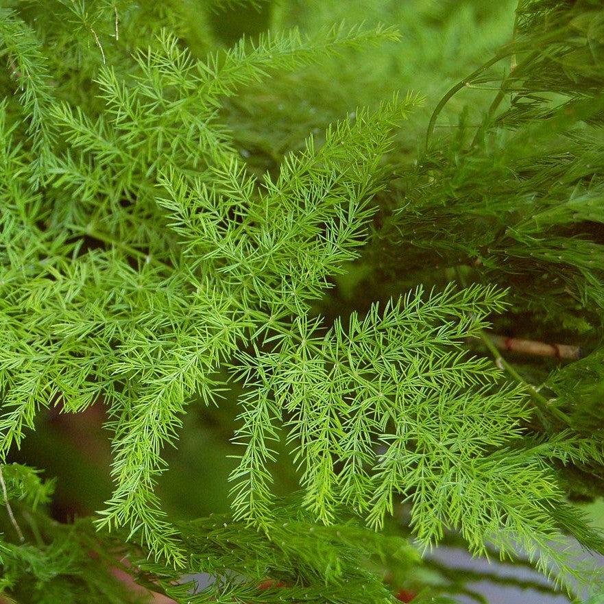 Asparagus plumosus ~ Monrovia® Asparagus Fern-ServeScape