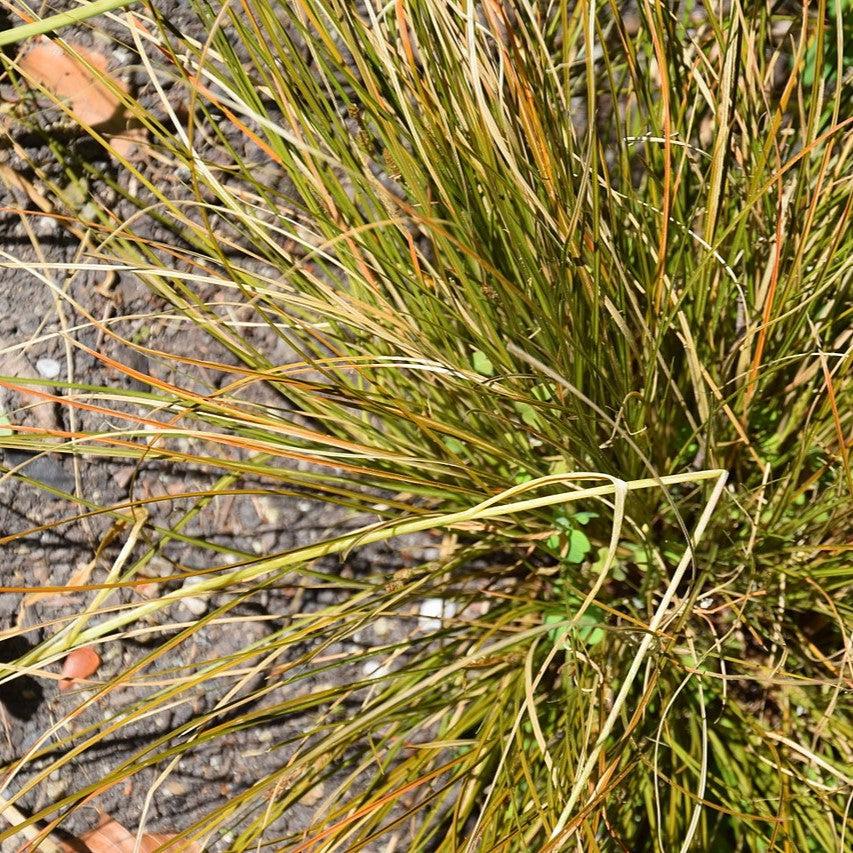 Carex testacea 'Prairie Fire' ~ Prairie Fire Hair Sedge-ServeScape