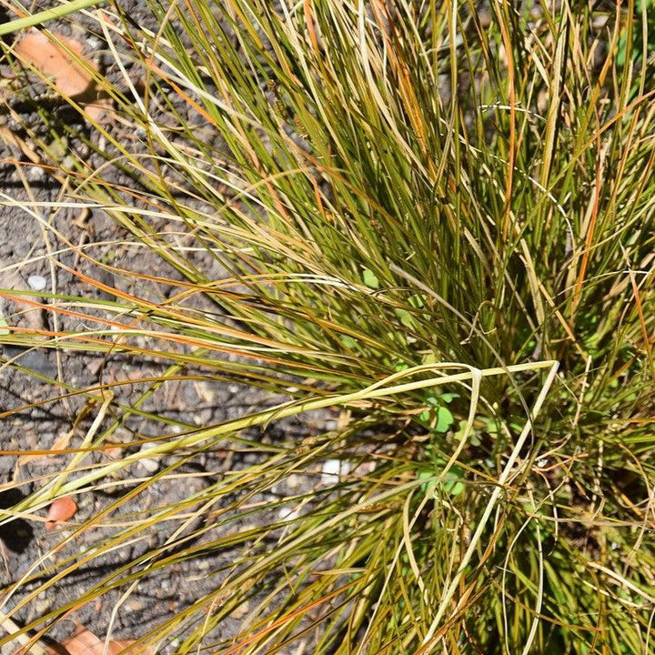 Carex testacea 'Prairie Fire' ~ Prairie Fire Hair Sedge-ServeScape