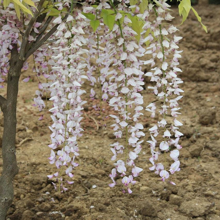 Wisteria sp. ~ Wisteria-ServeScape