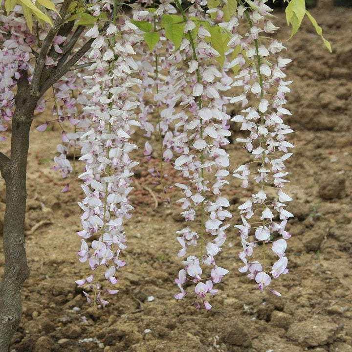 Wisteria sp. ~ Wisteria-ServeScape