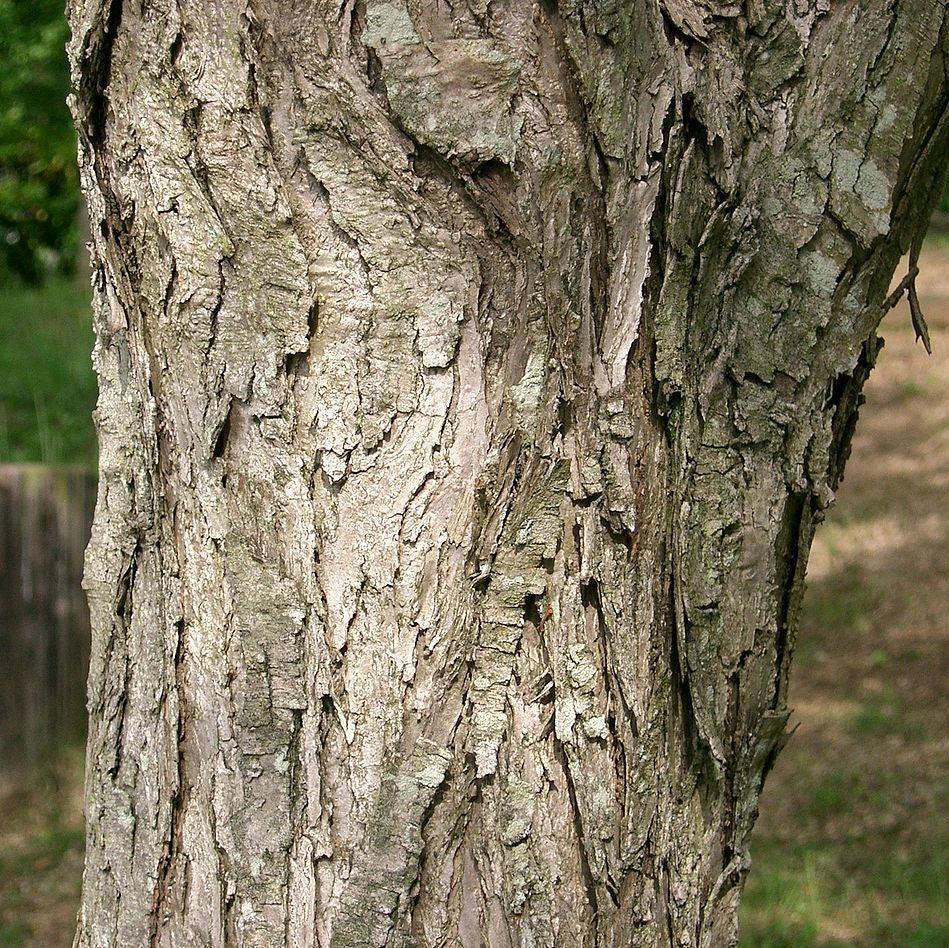 Cercidiphyllum japonicum ~ Katsura Tree-ServeScape