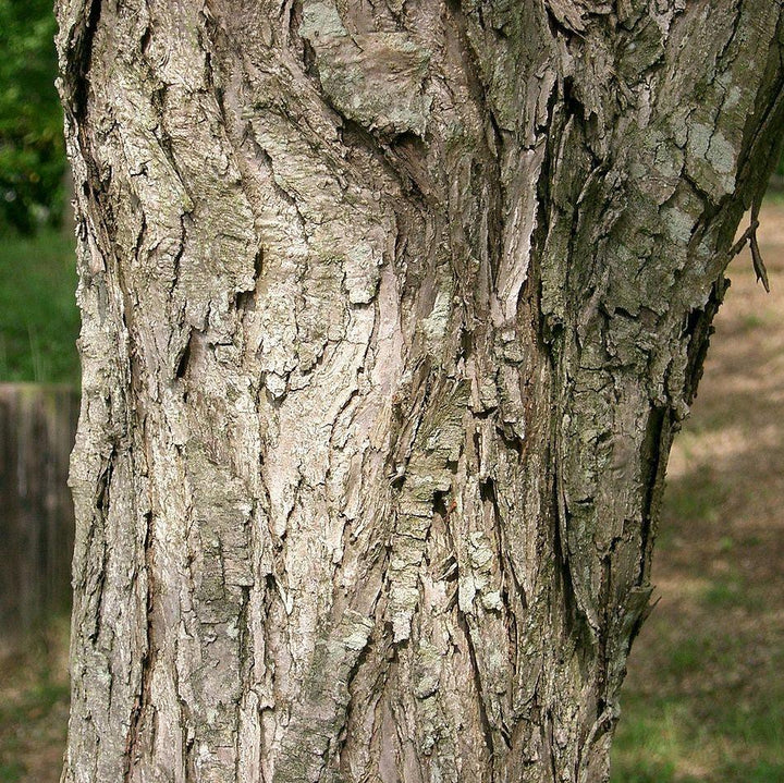 Cercidiphyllum japonicum ~ Katsura Tree-ServeScape