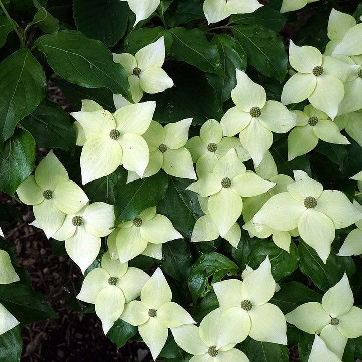 Cornus kousa 'Greensleeves' ~ Greensleeves Dogwood-ServeScape