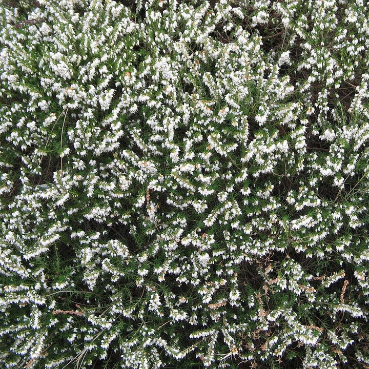 Erica x darleyensis 'Mediterranean White' ~ Mediterranean White Heath-ServeScape