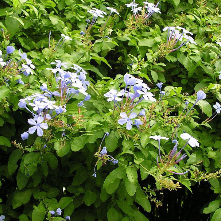 Plumbago auriculata ~ Plumbago, Blue-ServeScape
