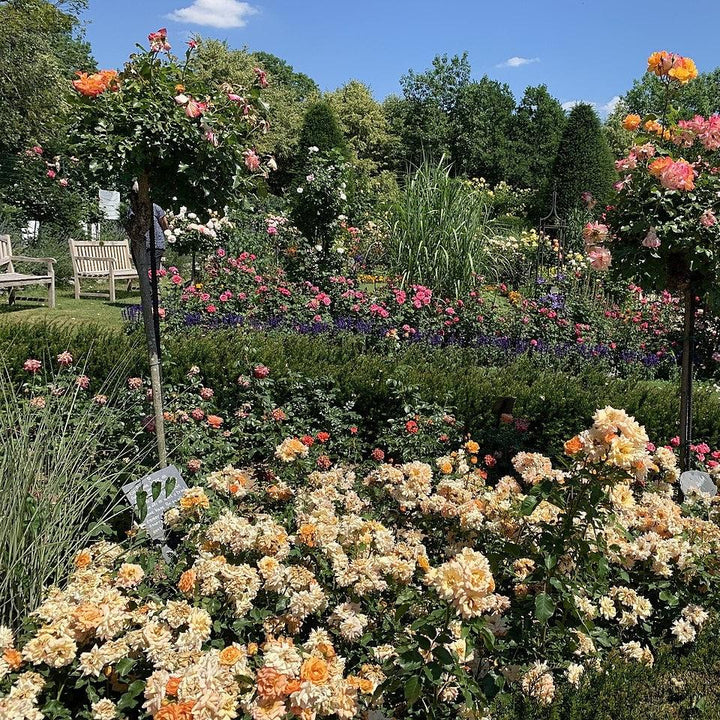 Rosa 'Meikapette' ~ Monrovia® Itsy Bitsy® Peach Miniature Rose-ServeScape