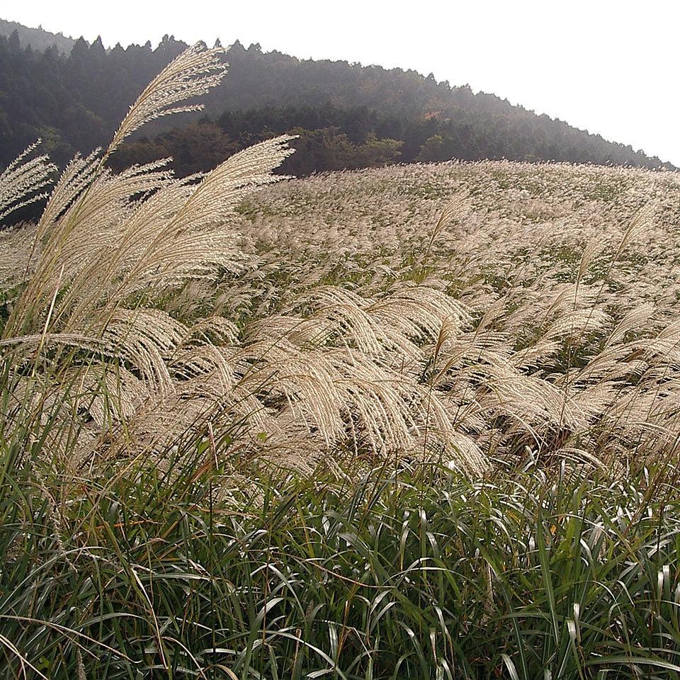 Miscanthus sinensis 'Gracillimus' ~ Monrovia® Maiden Grass-ServeScape