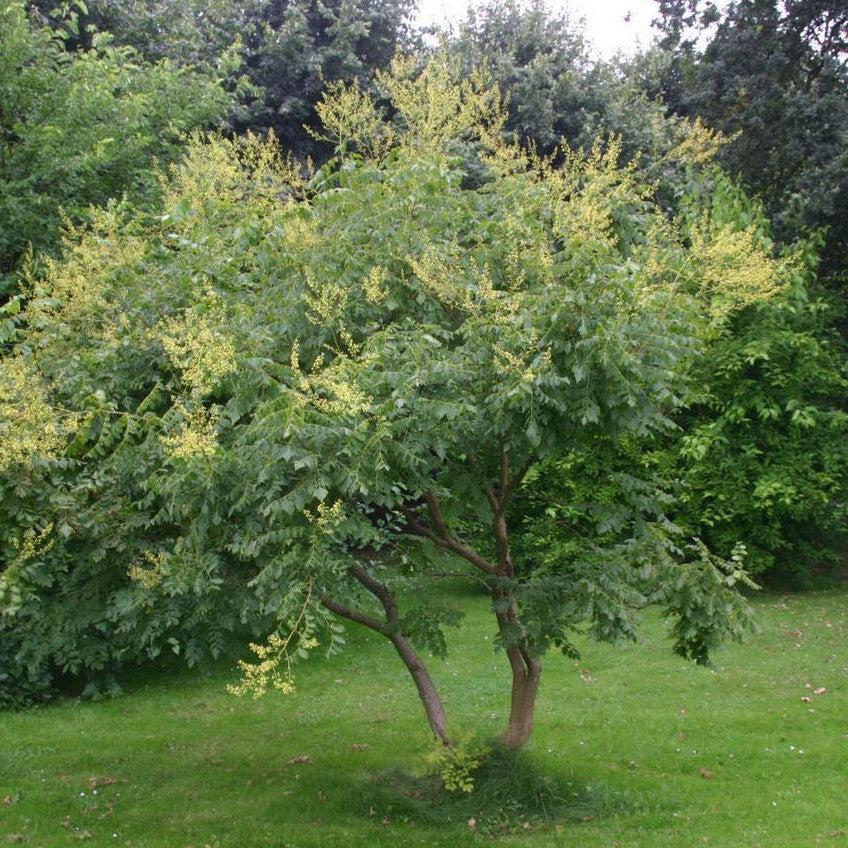 Koelreuteria paniculata ~ Golden Rain Tree-ServeScape