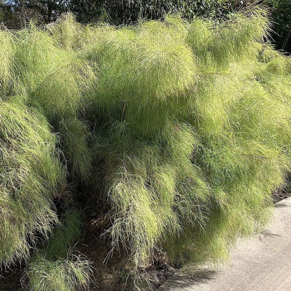 Muhlenbergia dumosa ~ Bamboo Muhly-ServeScape