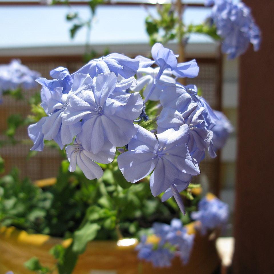 Plumbago auriculata ~ Plumbago, Blue-ServeScape