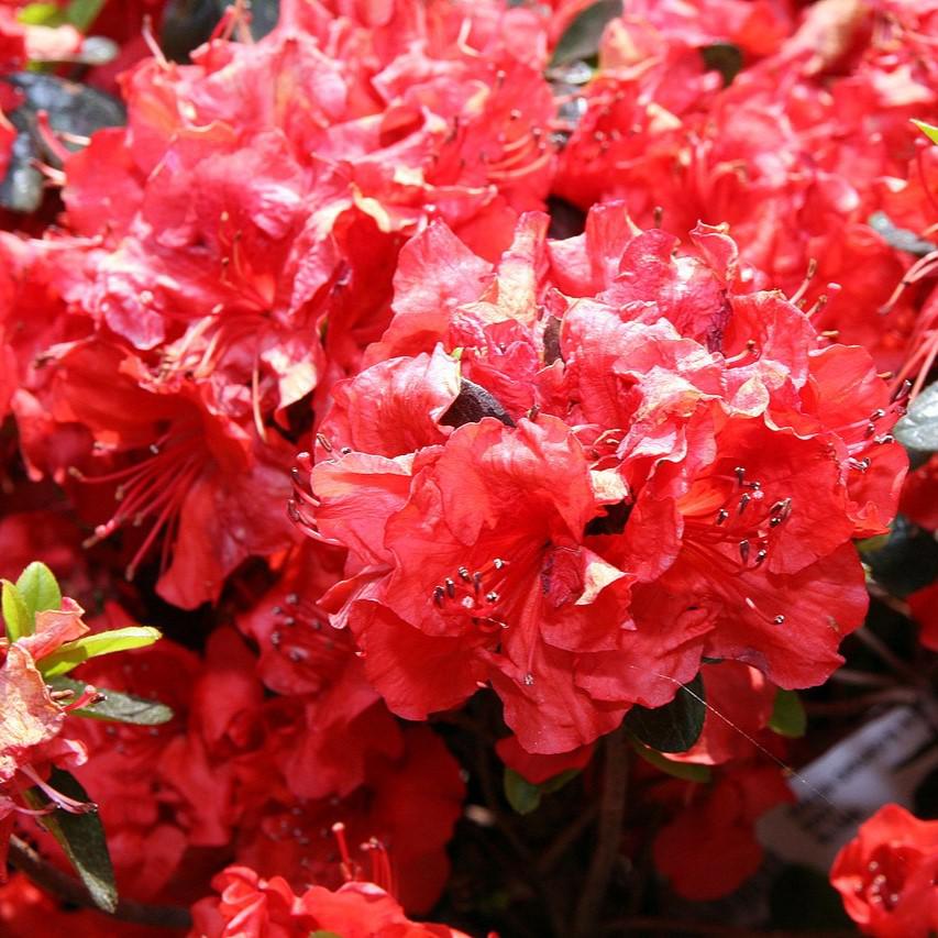 Rhododendron x girard 'Hot Shot' ~ Girard's Hot Shot Azalea-ServeScape